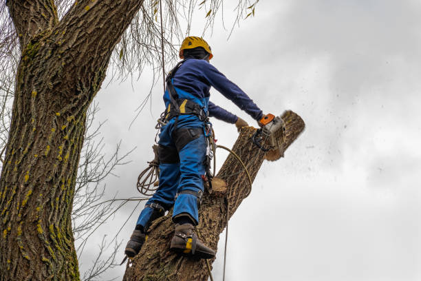  Riner, VA Tree Services Pros