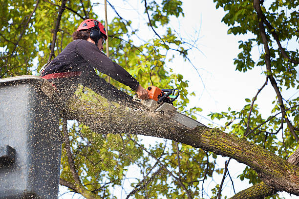 How Our Tree Care Process Works  in  Riner, VA